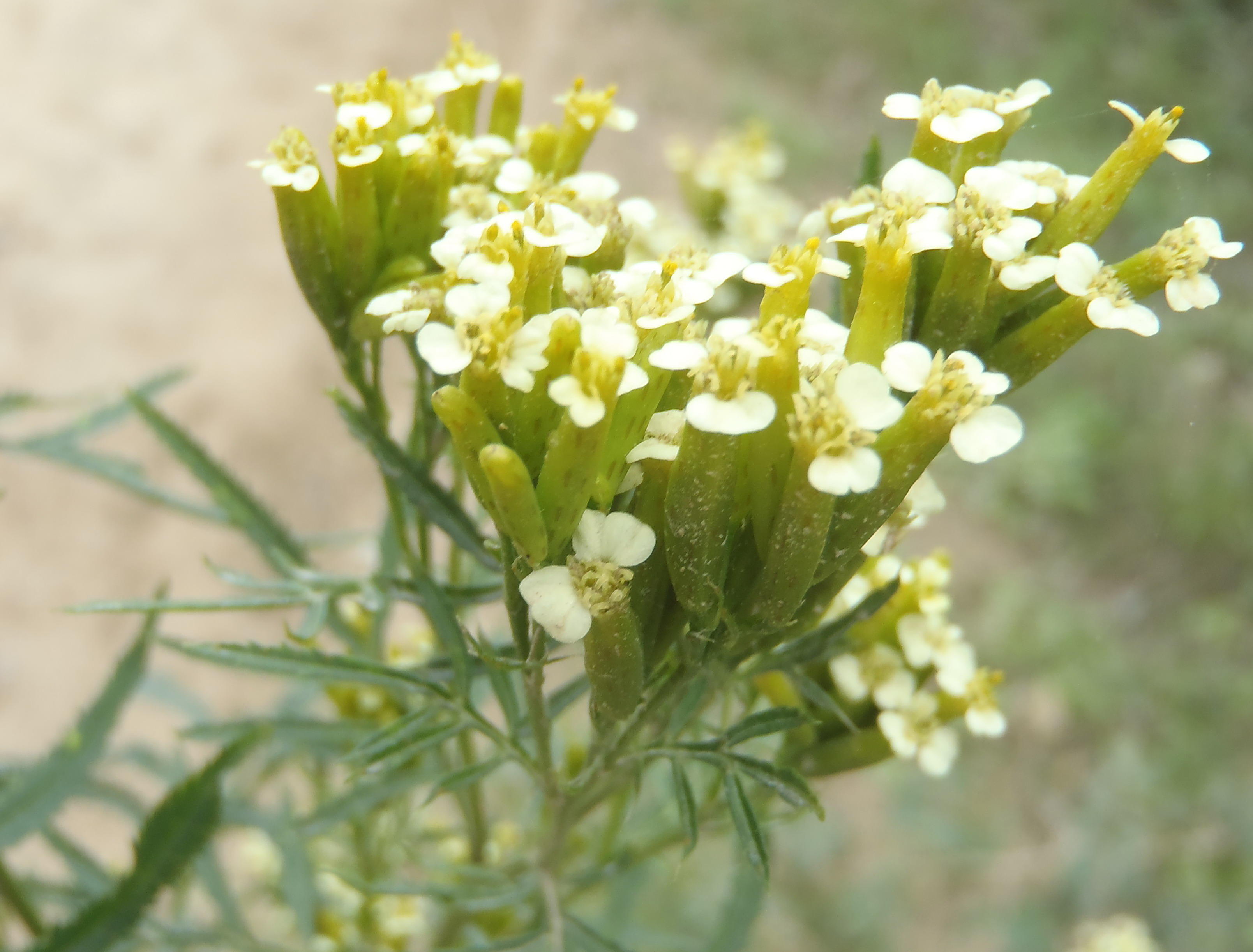 Mexican marigold
